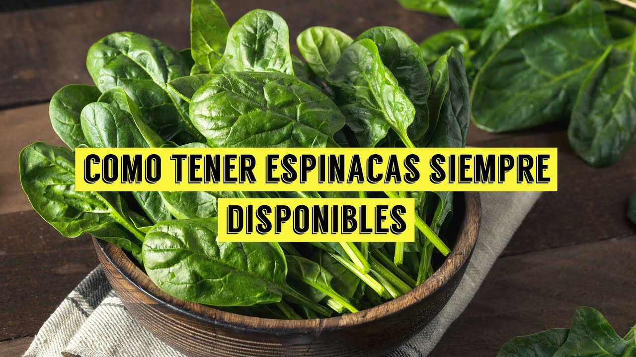 TRUCO: Cómo tener espinacas siempre disponibles y cómo descongelarlas sin microondas
