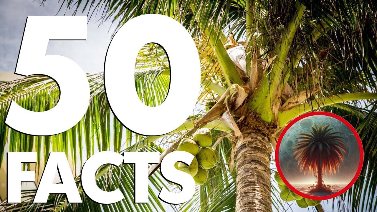 50 Palm Tree Facts That Will Make You Sway With Wonder