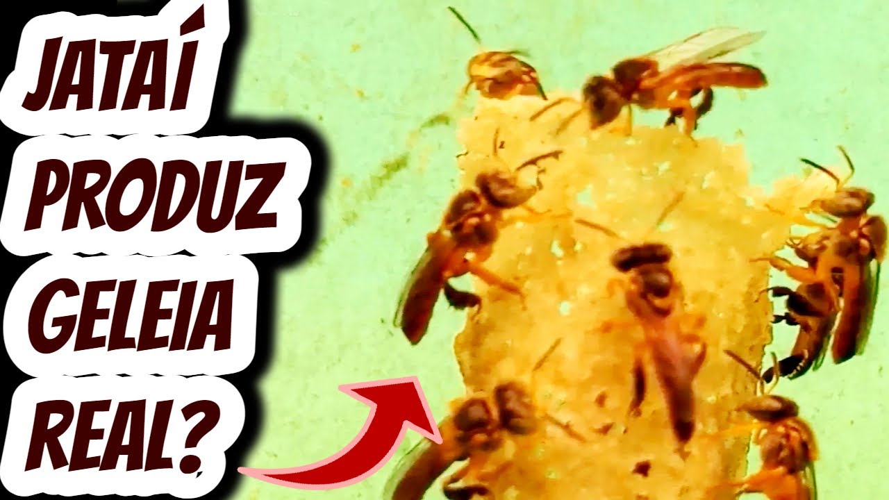 Abelha nativa sem ferr&atilde;o jata&iacute; produz geleia real? Fabricam este alimento? Dicas de cria&ccedil;&atilde;o ASF