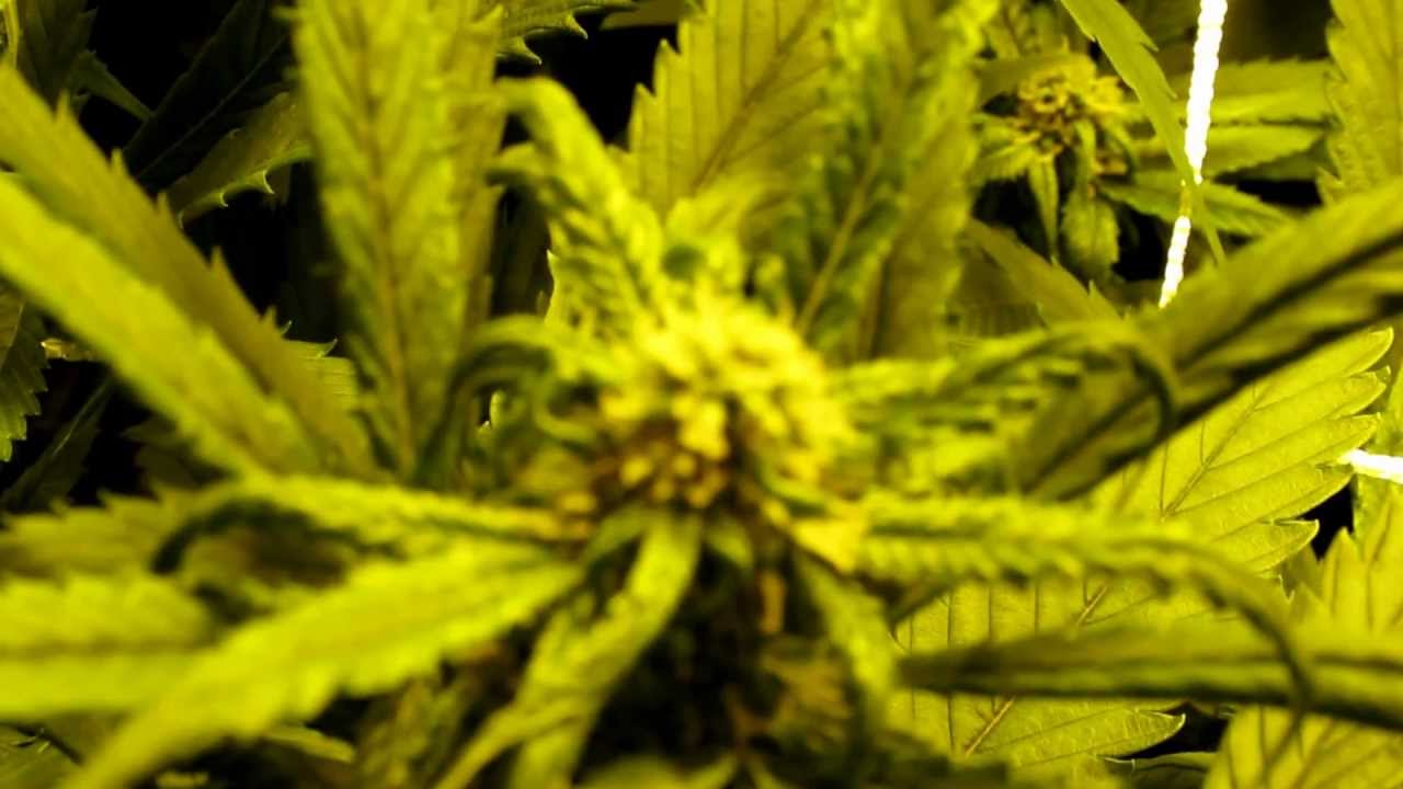 Medical Marijuana Grow: Vanilla Kush (Day 25)