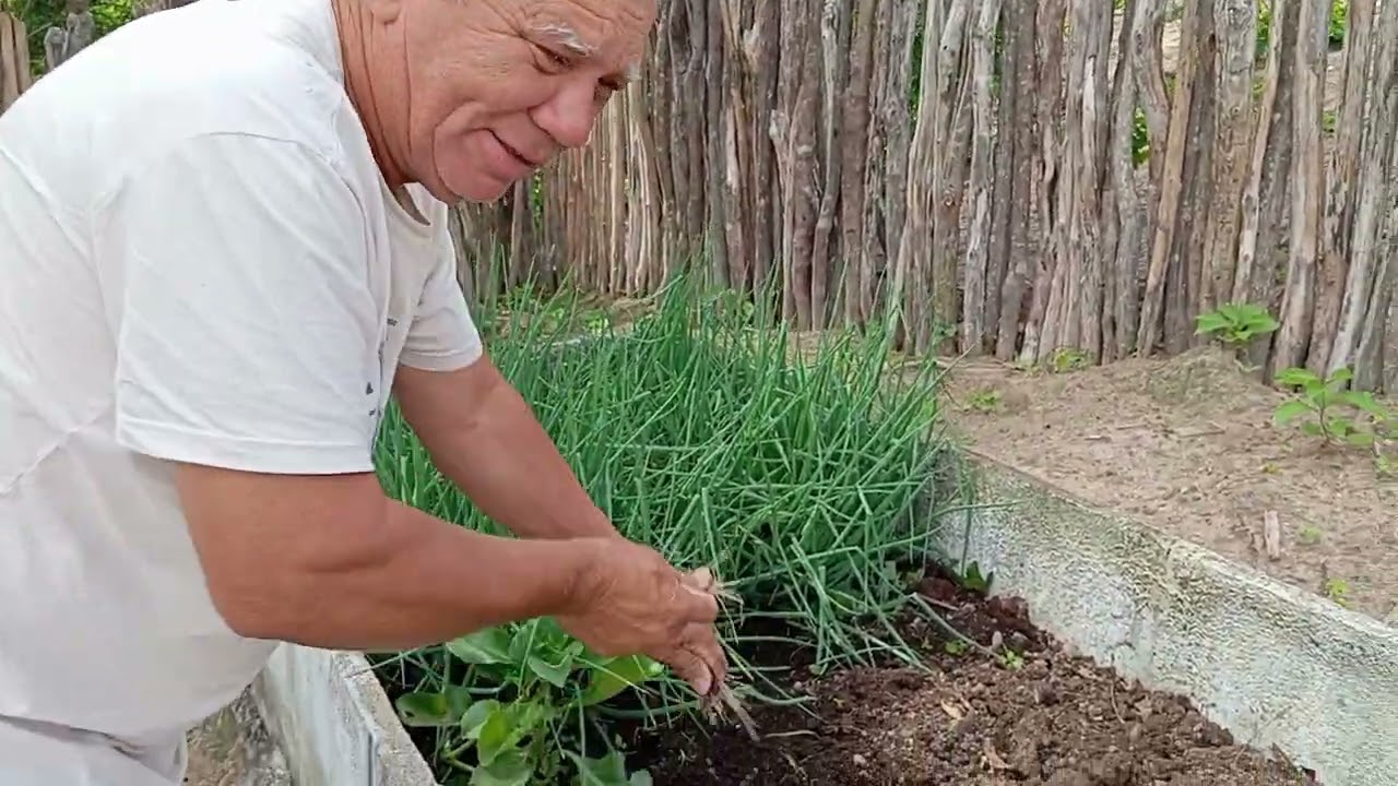 Foi dia de fazer limpeza na horta  no sítio da minha irmã 
