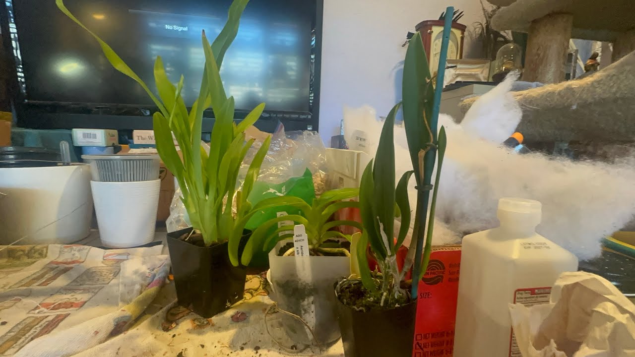 OBT Orchids Unboxing - August 2025