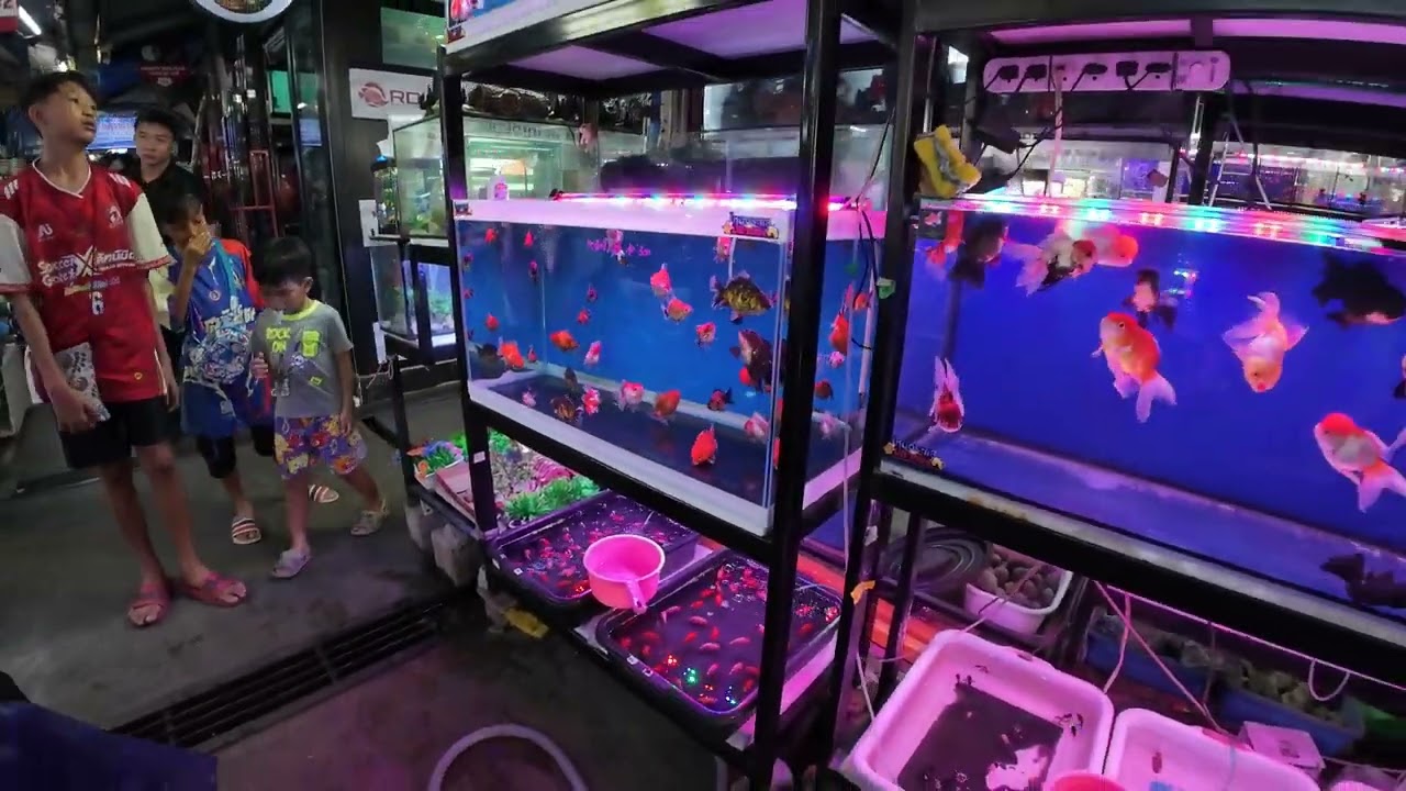 Aquarium Fish Market [ Walking Tour ]