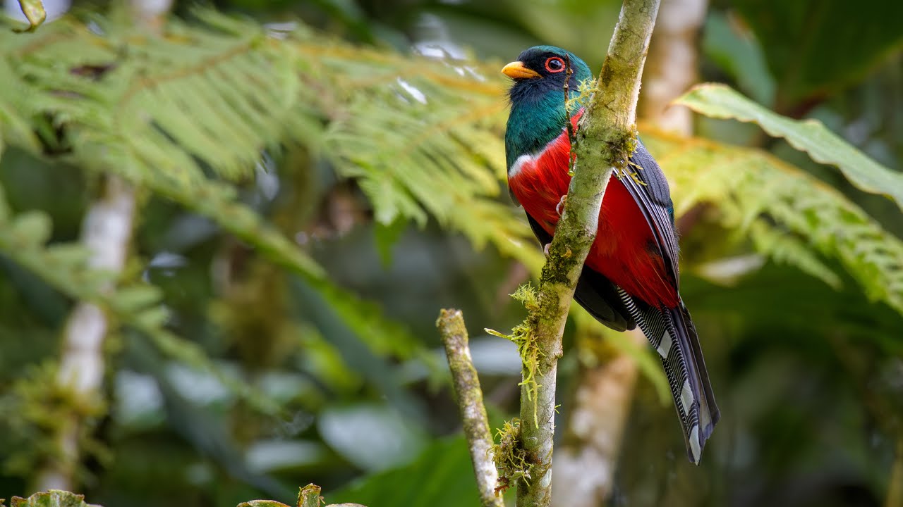 Avistamiento de aves en Entrenubes