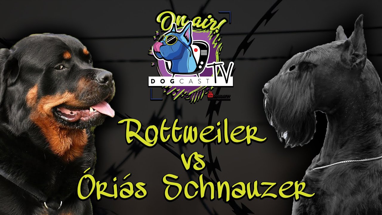 Óriás Schnauzer vs Rottweiler!  Őrző-védő kutya bajnokság!  DogCast TV
