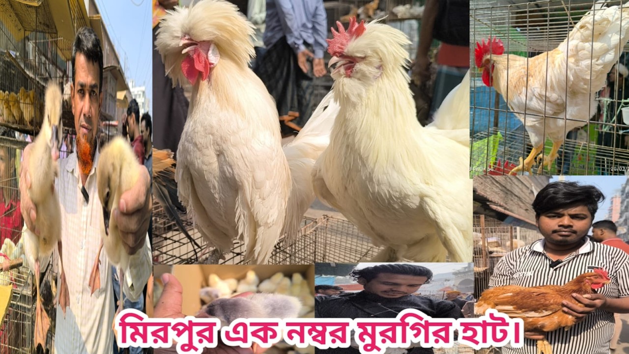 488 20 02 2026 mirpur1 hat।প্রচুর ফেন্সি মুরগির আমদানী। বাচ্চা সহ দেশি মুরগি। Shorif & chicken BD