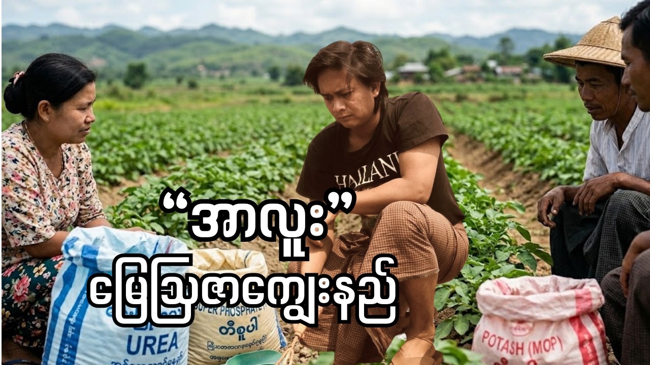 အာလူးစိုက်တောင်သူများ သိထားသင့်တဲ့ မြေဩဇာကျွေးနည်း အဆင့်ဆင့်။