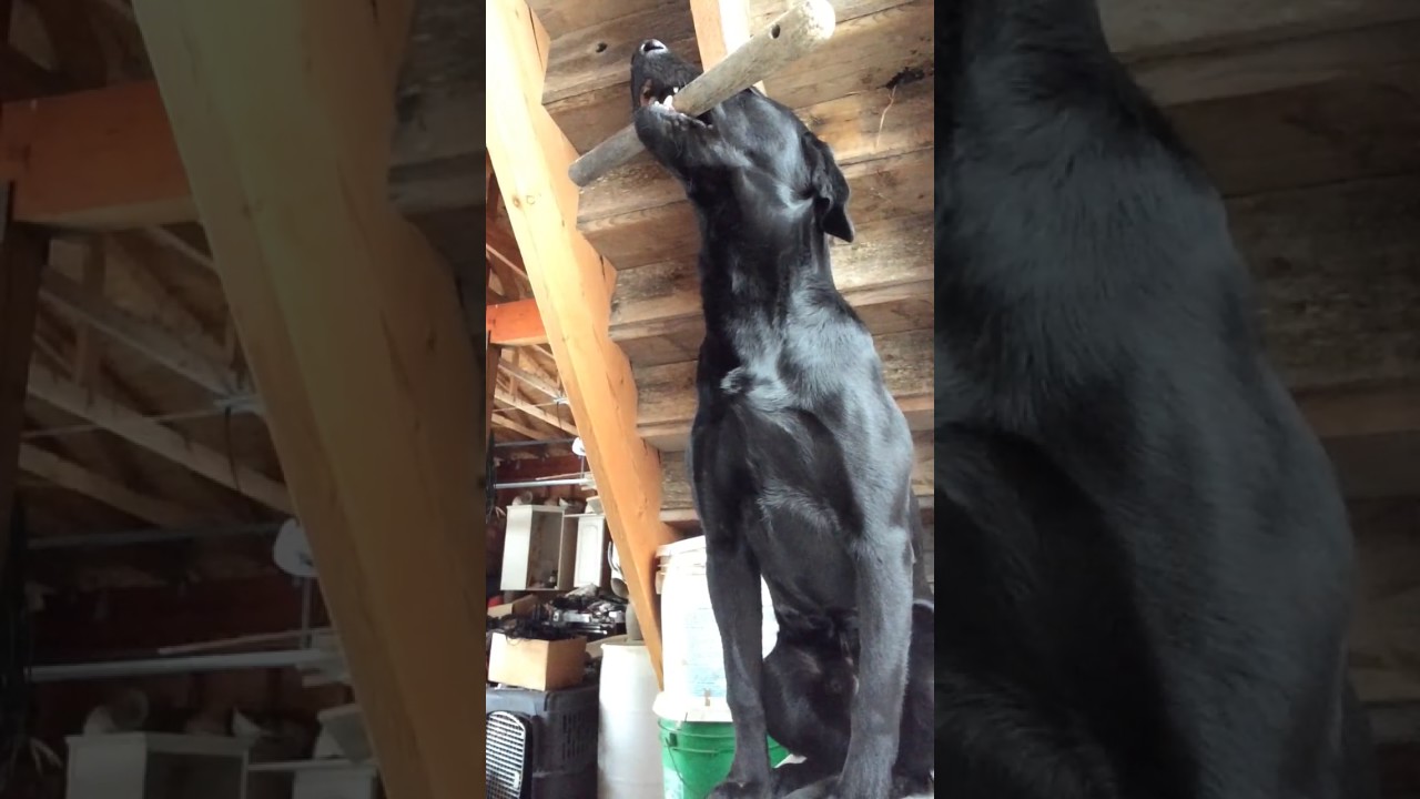 Hold Conditioning vs Force Fetch - Using Positive Training Method