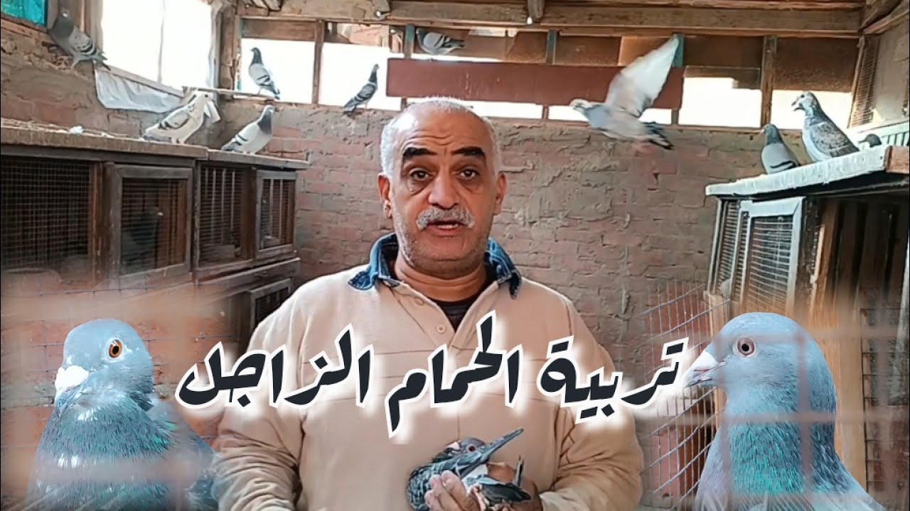بداية تربية الحمام الزاجل @الحاج عادل ابو صغير#تربووالغيةالمصرية