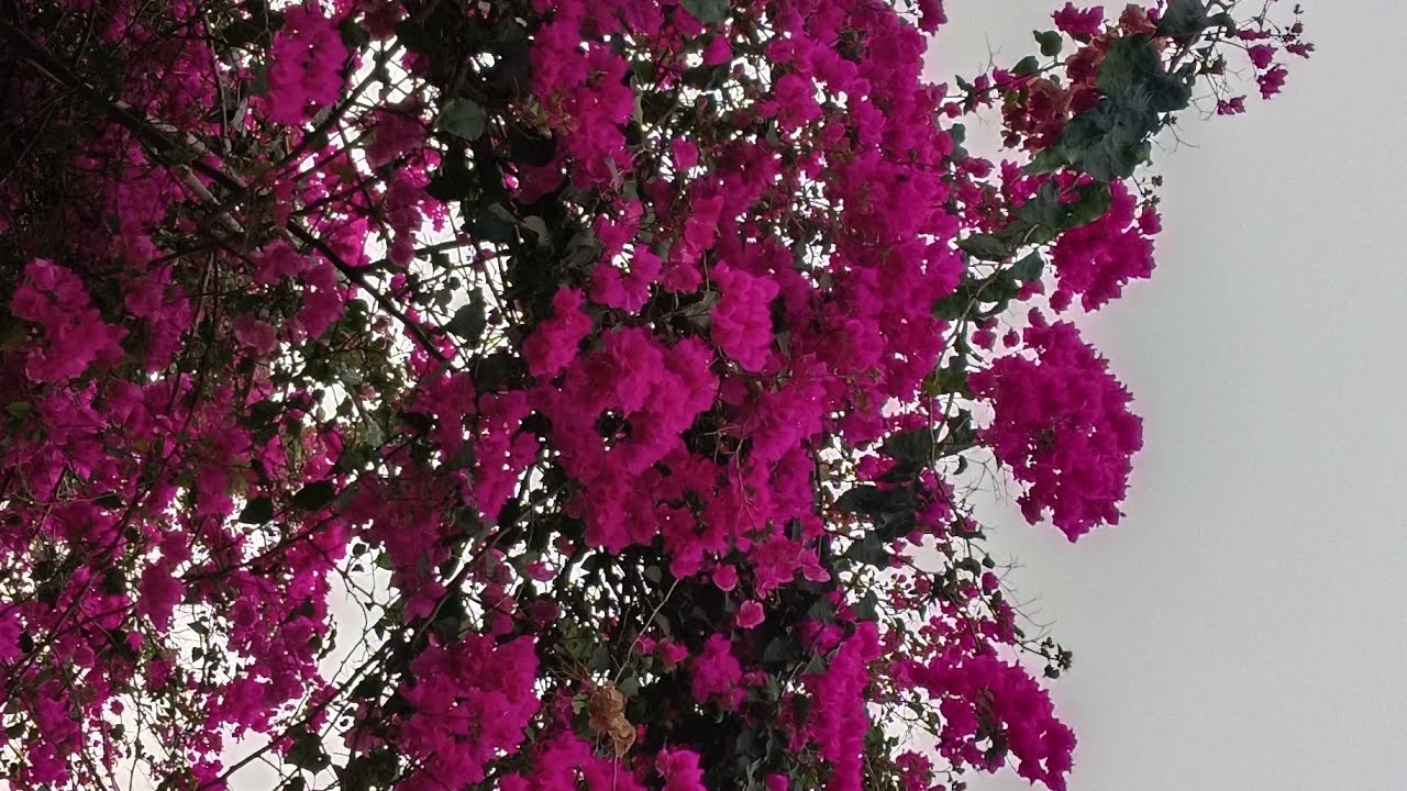 গুড মর্নিং সবাই লাইভে চলে আসো কেমন আছো সবাই