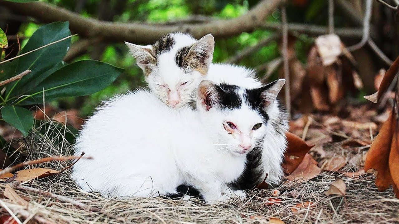 捨てられた風邪でガリガリの子猫たちにご飯をあげると・・・ 神のご加護を