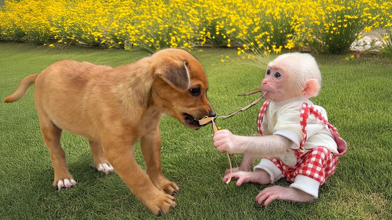 Warm moments when baby monkey Zika plays with dog Nau in the garden!