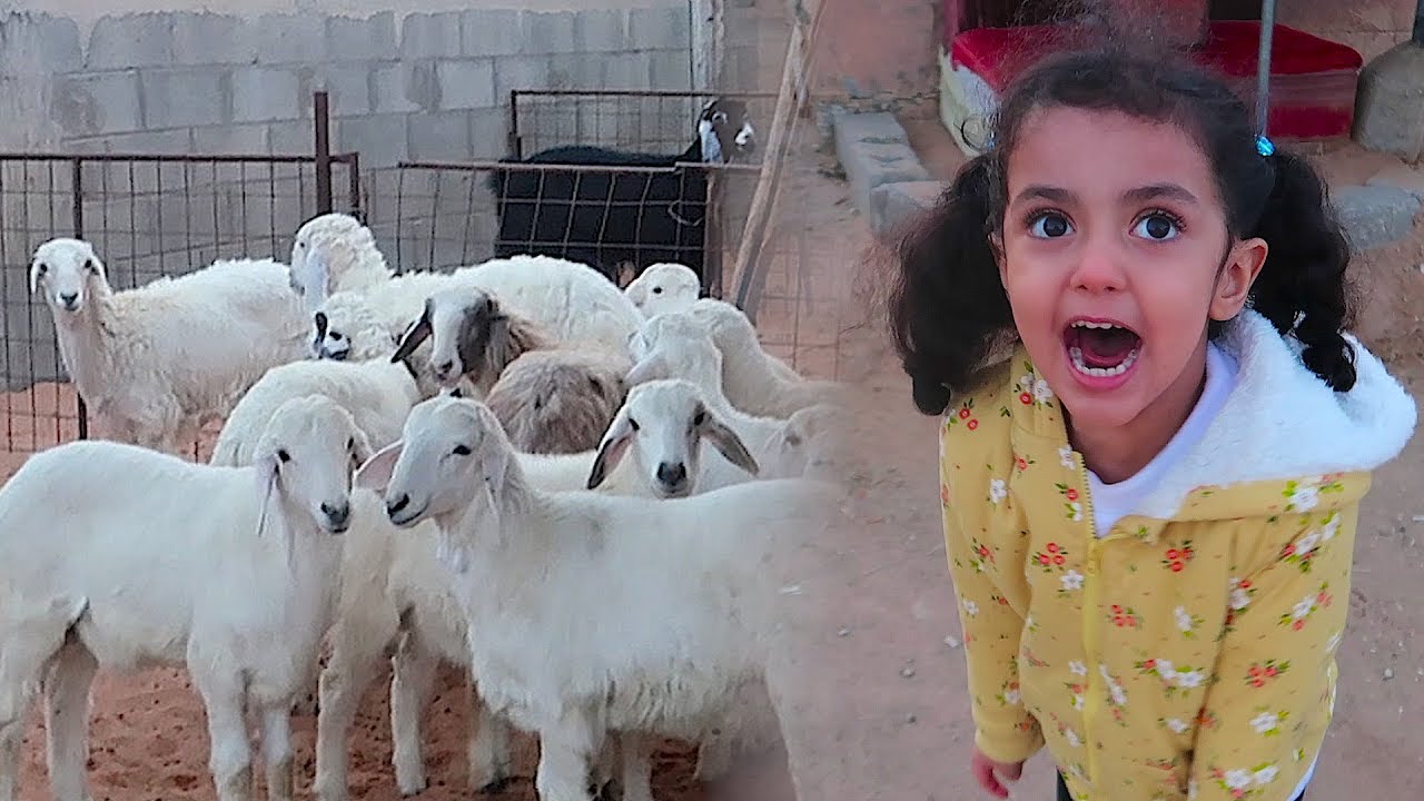 لولو خافت من الخروف!!