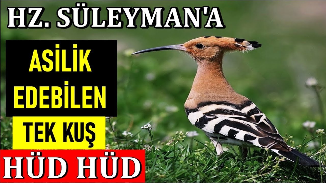 Hz Süleyman'a Asilik Cesaretinde Bulunan Tek Canlı HÜD HÜD Kuşu