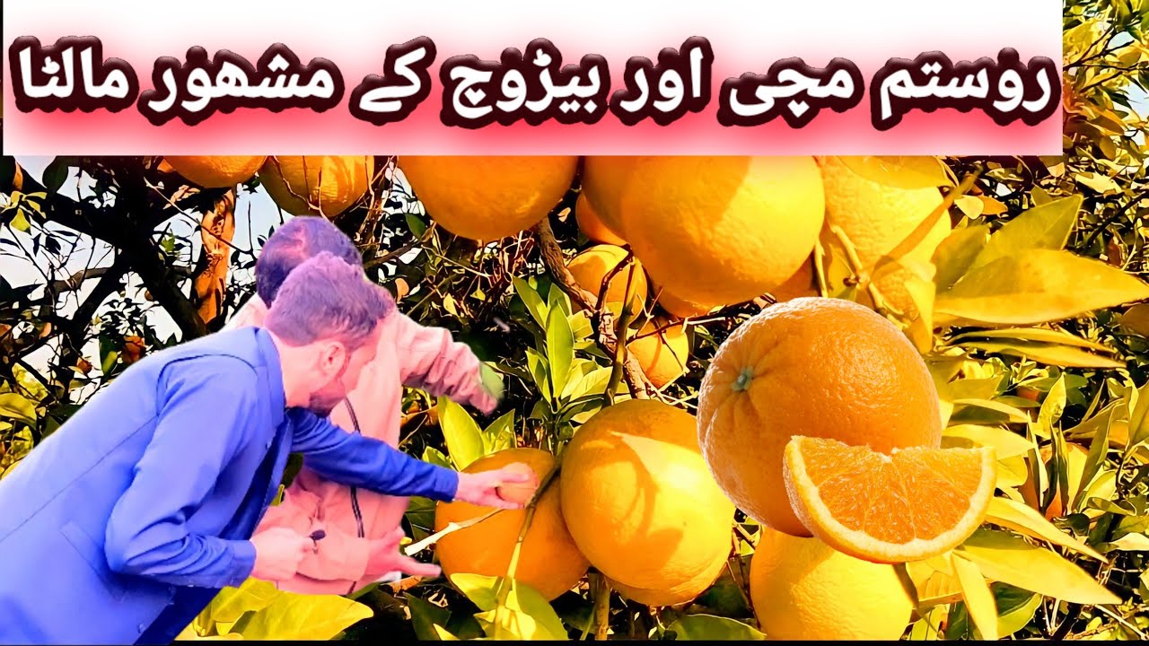 Beroch Machi Rustam Oranges🍊Famous All Over In Pakistan || Splendid Waterfall of Rustam
