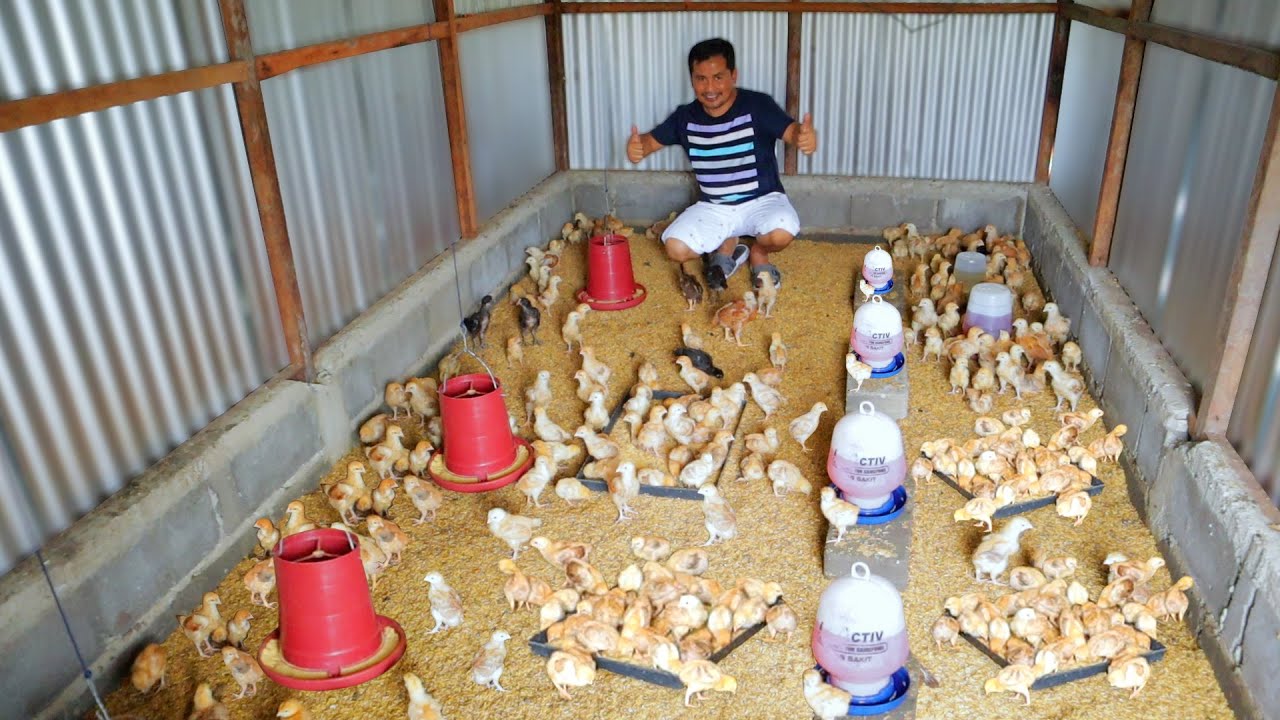 500 heads Chicks of RIR as our future breeders│Newly built brooding coop (Petshop new name & Update)