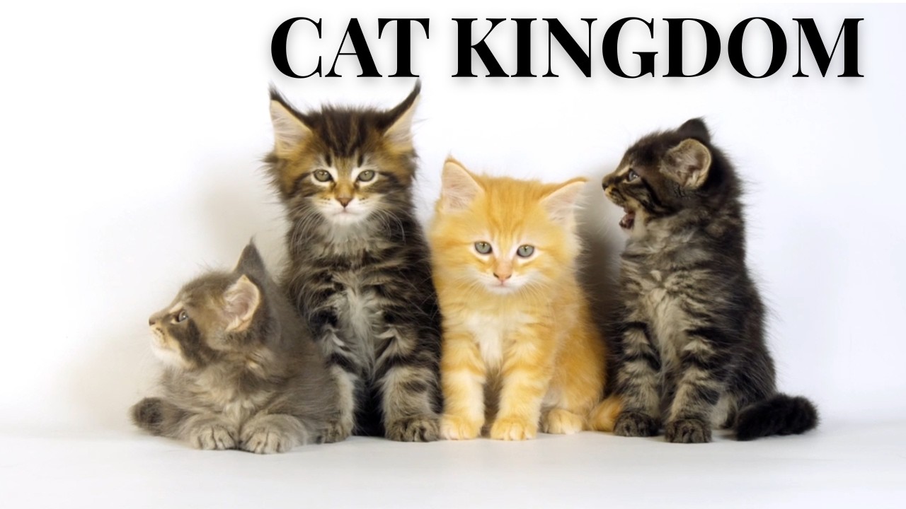 Cute Cats Video 🐾 | Simply Enjoy Cute cat moments | softy Cats show | 4K