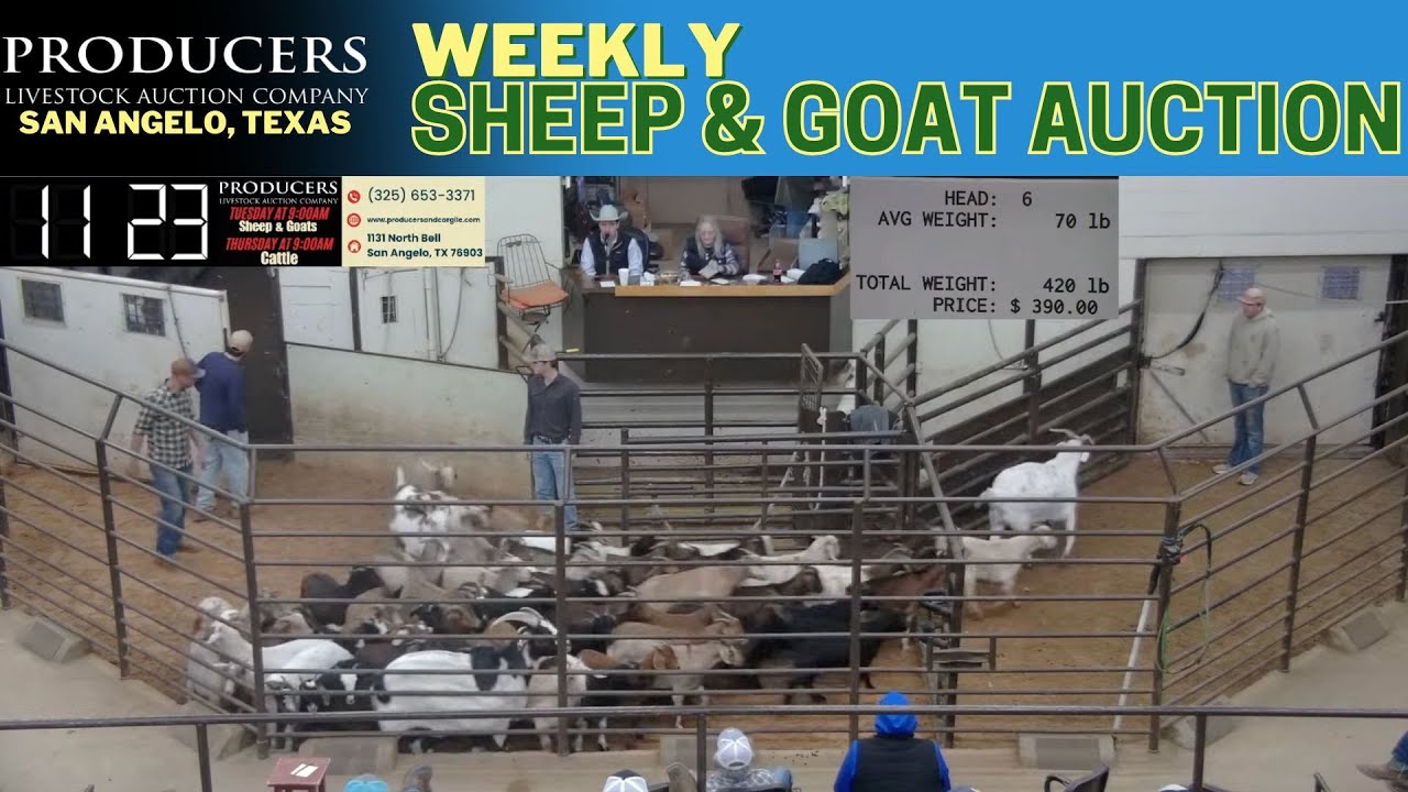 5,500+ Sheep & Goats Selling LIVE | Producers Livestock Auction Company | West Texas