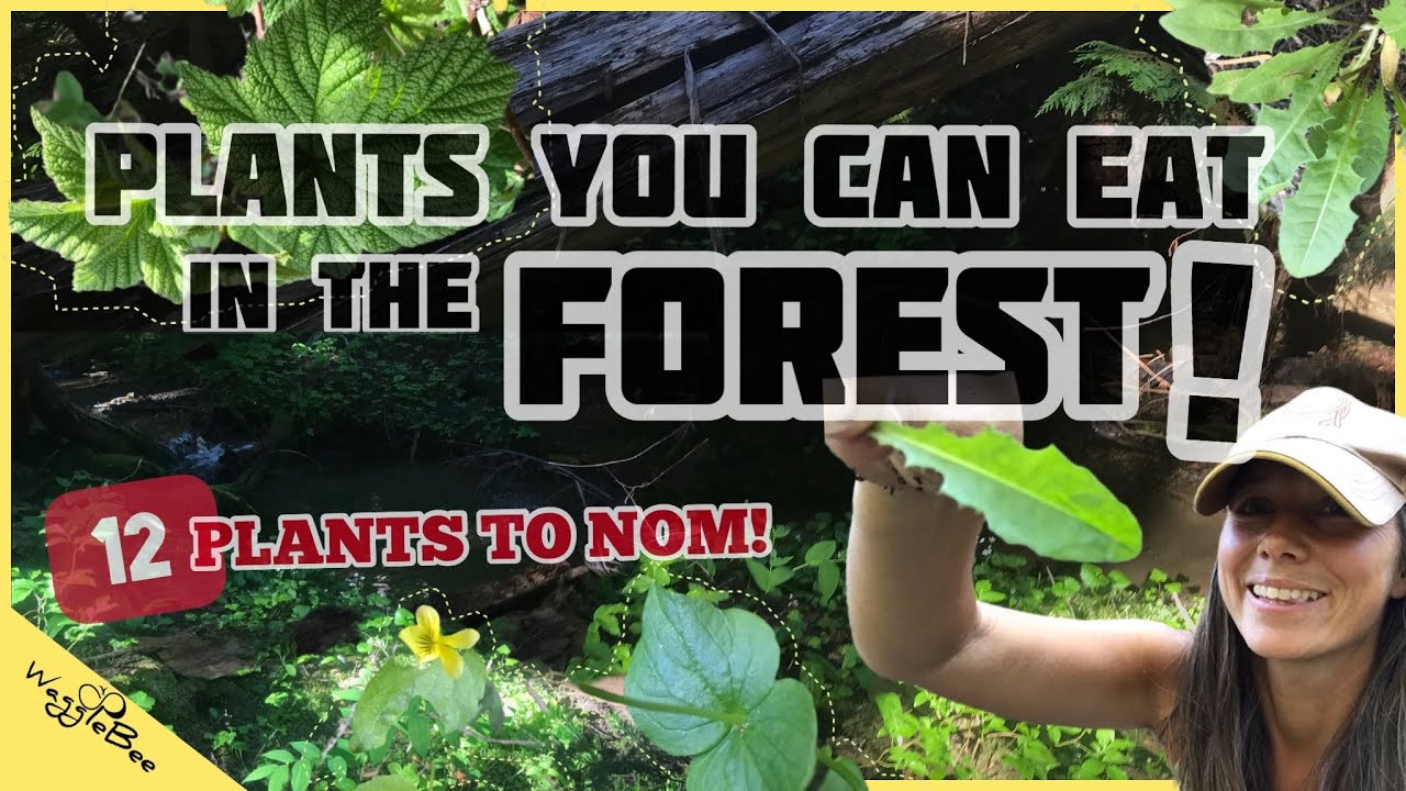 Foraging the Forest Floor of the Pacific Northwest - Edible Wild Food!