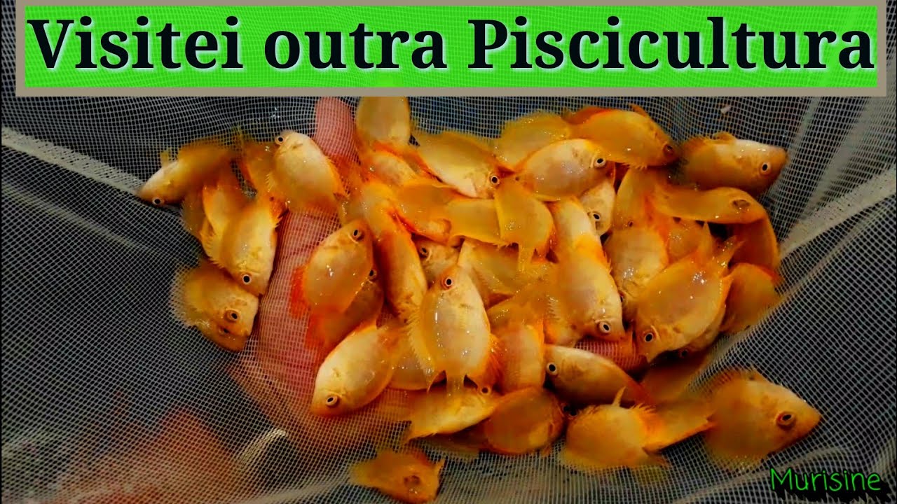 Fui em mais uma Piscicultura