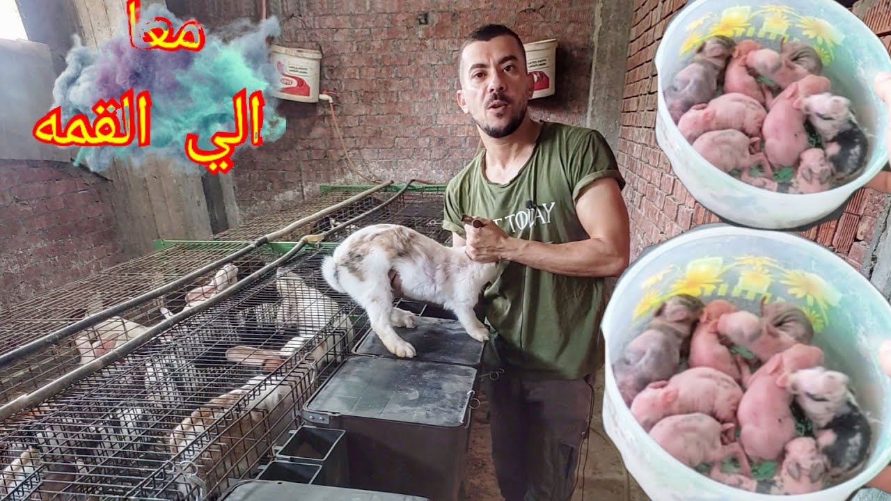 ادخل ام الارانب دي تلقح انتاج مكثف ؟ ولا اصبر عليها بعد الخير الي جابته للمزرعه 🤔