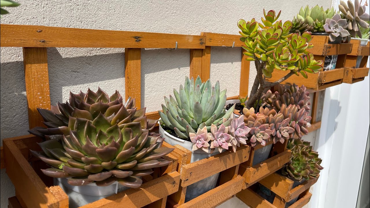 28 ESPÉCIES de SUCULENTAS PERFEITAS para CULTIVAR no SOL PLENO + IDENTIFICAÇÃO