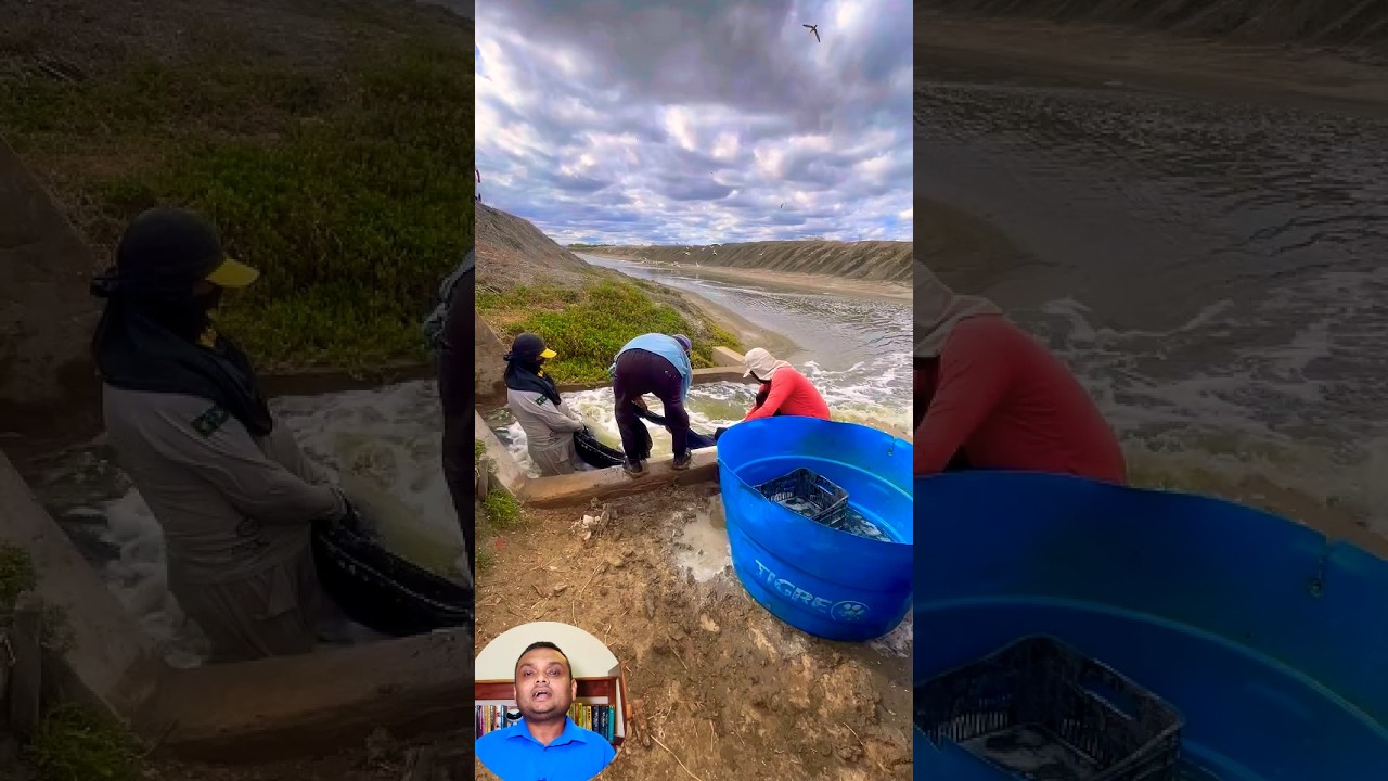 এত চিংড়ি ! #ShrimpHarvest #PrawnFarming #SeafoodExport #shorts