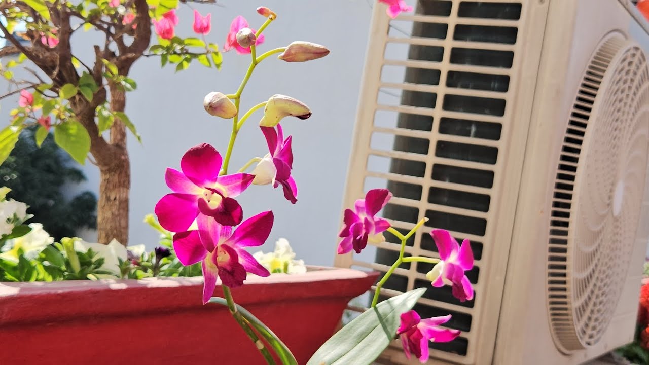 ऑर्किड प्लांट की देखभाल के आसान टिप्स | Orchid Care Tips in Hindi | Fun Gardening