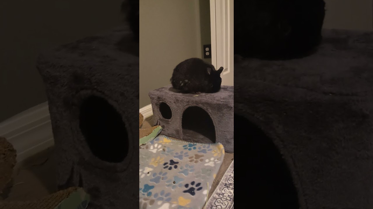 Наш свирепый кролик Манчкин неожиданно появился на публике...