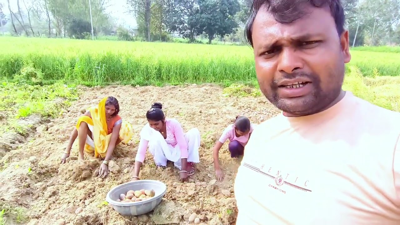 आलू आज  खोदा जा रहा है दोस्तो🙏#sushmadhamal #viralvideo #viralvolog 
