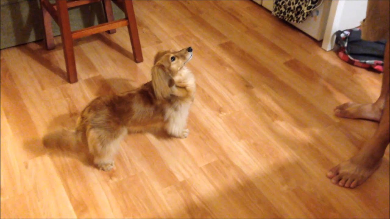 Cherry the miniature Longhaired Dachshund performs tricks