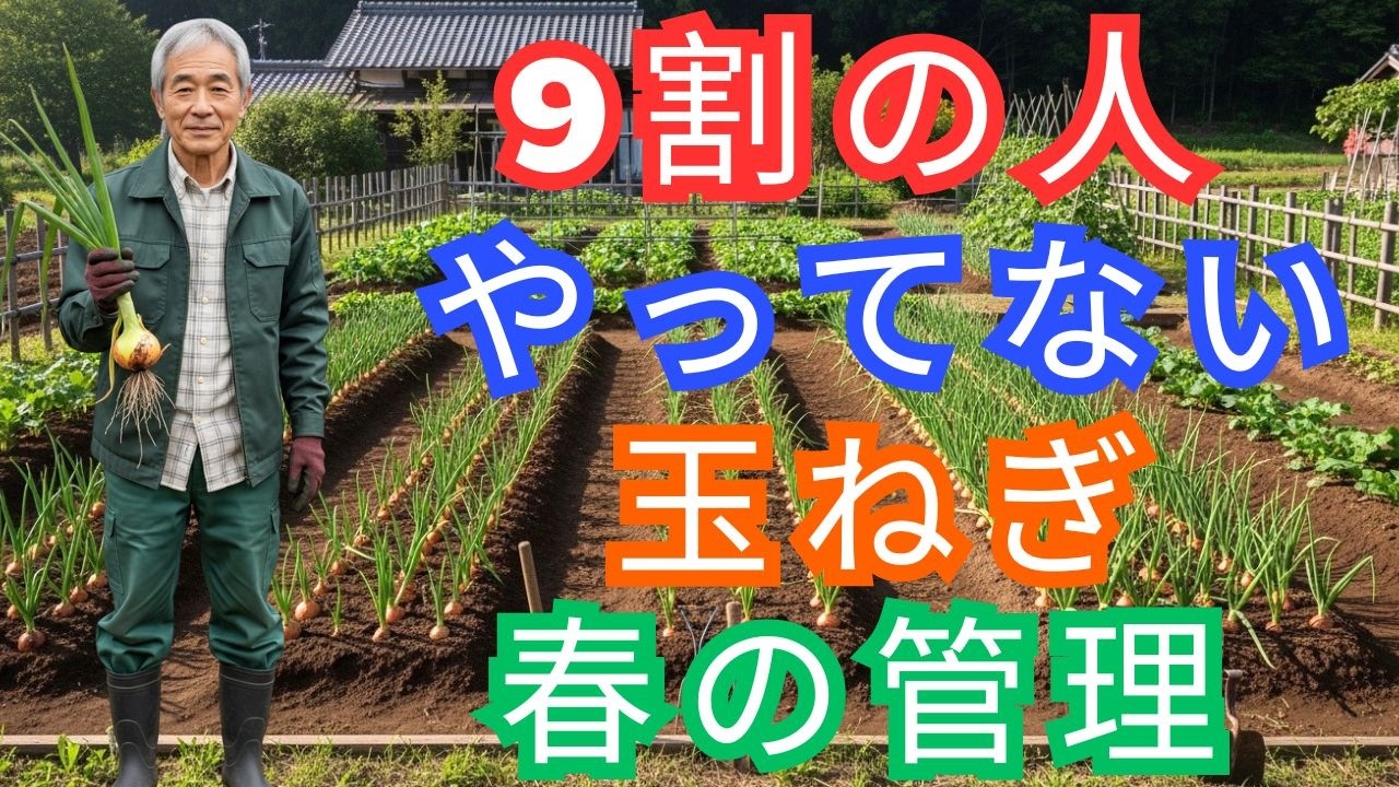 【99%の家庭菜園が知らない】実は2月で決まります！玉ねぎ栽培の完全ガイド～2月→3月→4月→収穫まで～｜家庭菜園｜玉ねぎ育て方
