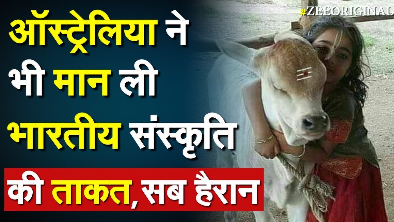 Australia ने भी मान ली भारतीय संस्कृति की ताकत, सब हैरान |Cow Cuddling Therapy |Australia Hindi News