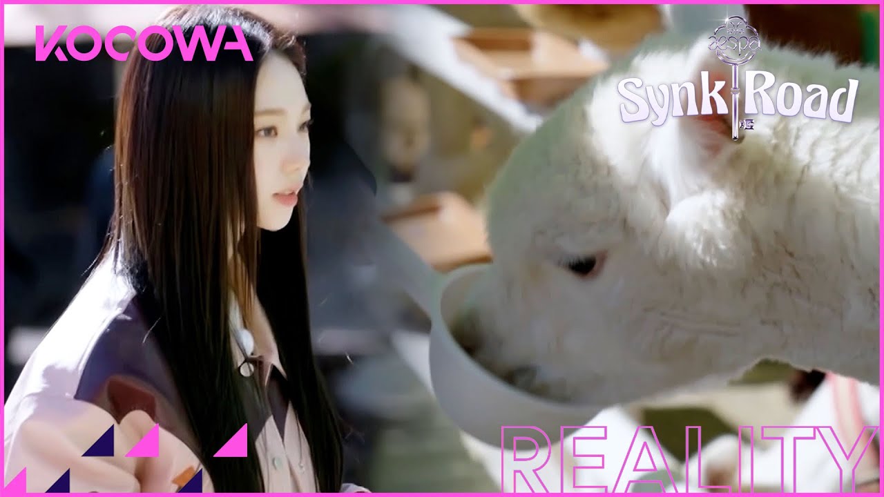 Adorable! aespa loves these alpacas and they love aespa l aespa's Synk Road Ep 7 [ENG SUB] | KOCOWA