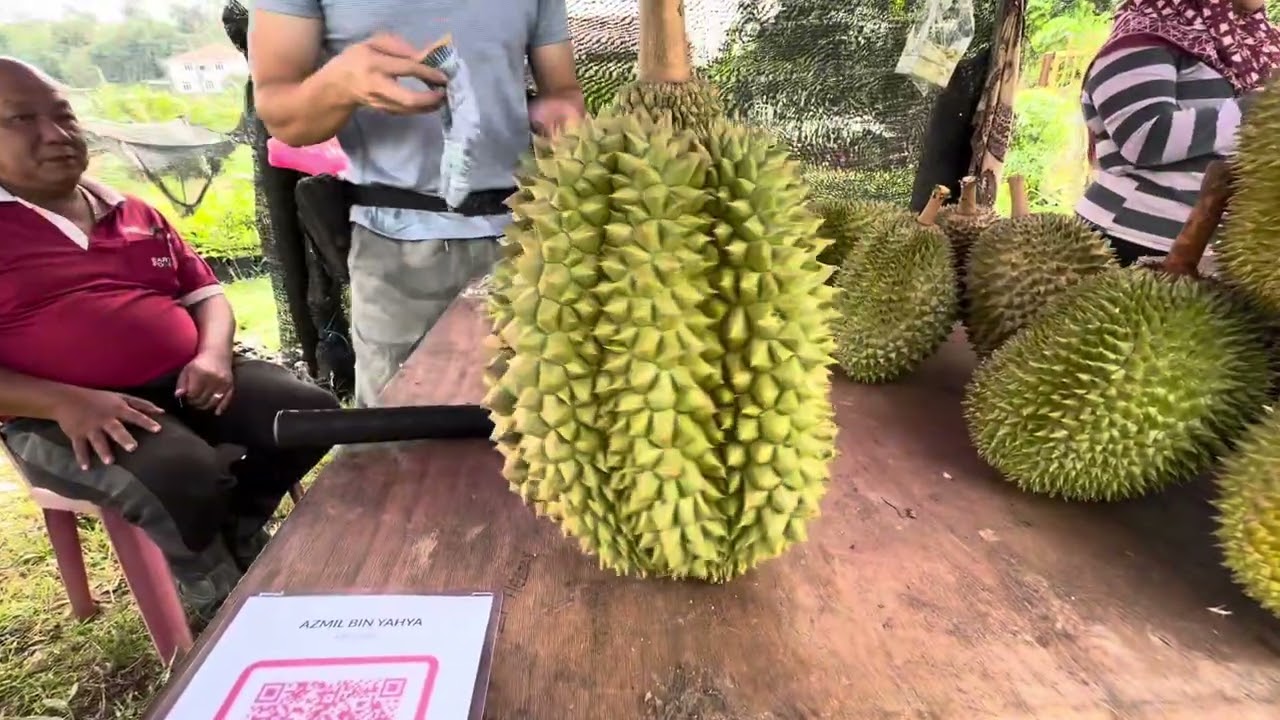 超过200种古古怪怪的大自然野生榴莲，比较可以入围的都拿出来卖！