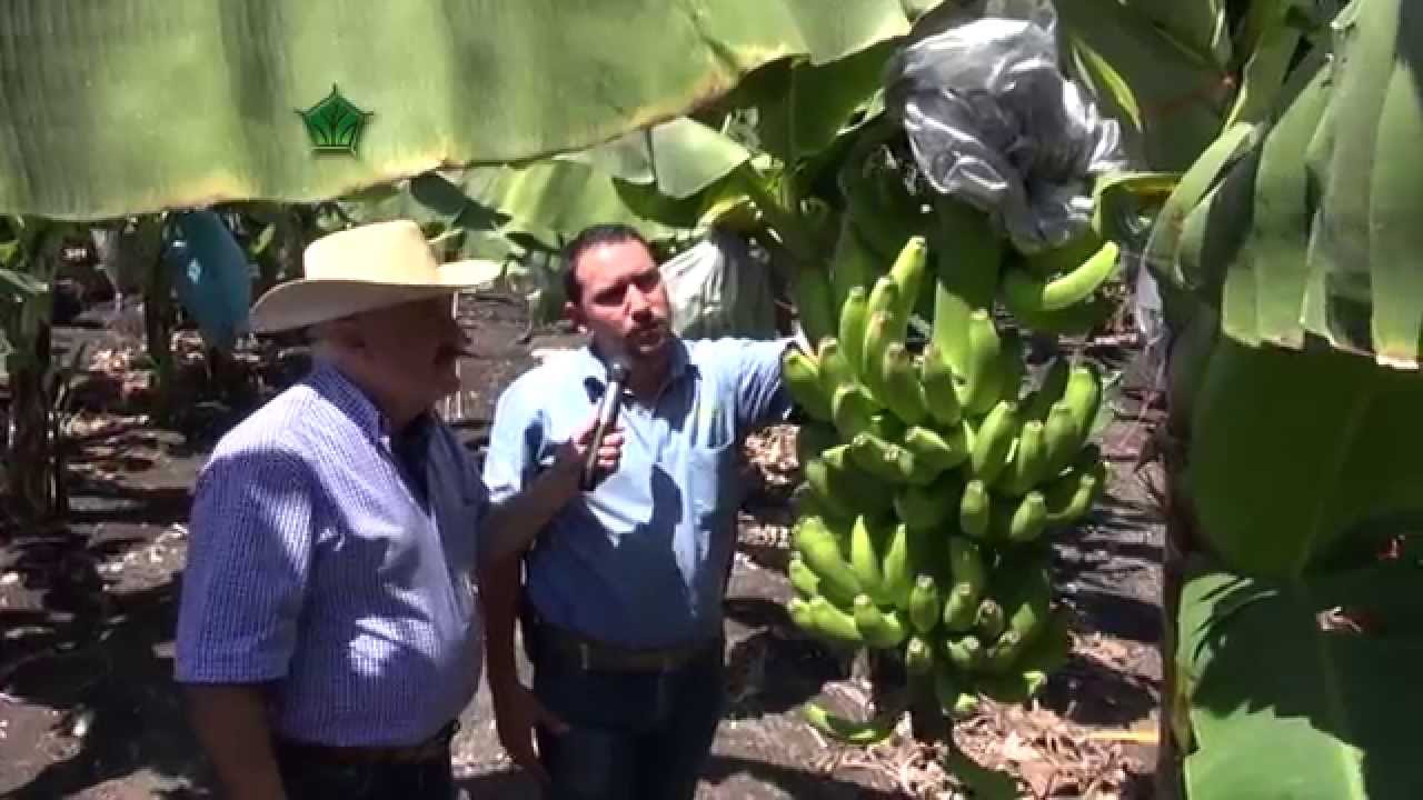 Agroscience - Cultivo de Plátano, en Tecomán, Colima