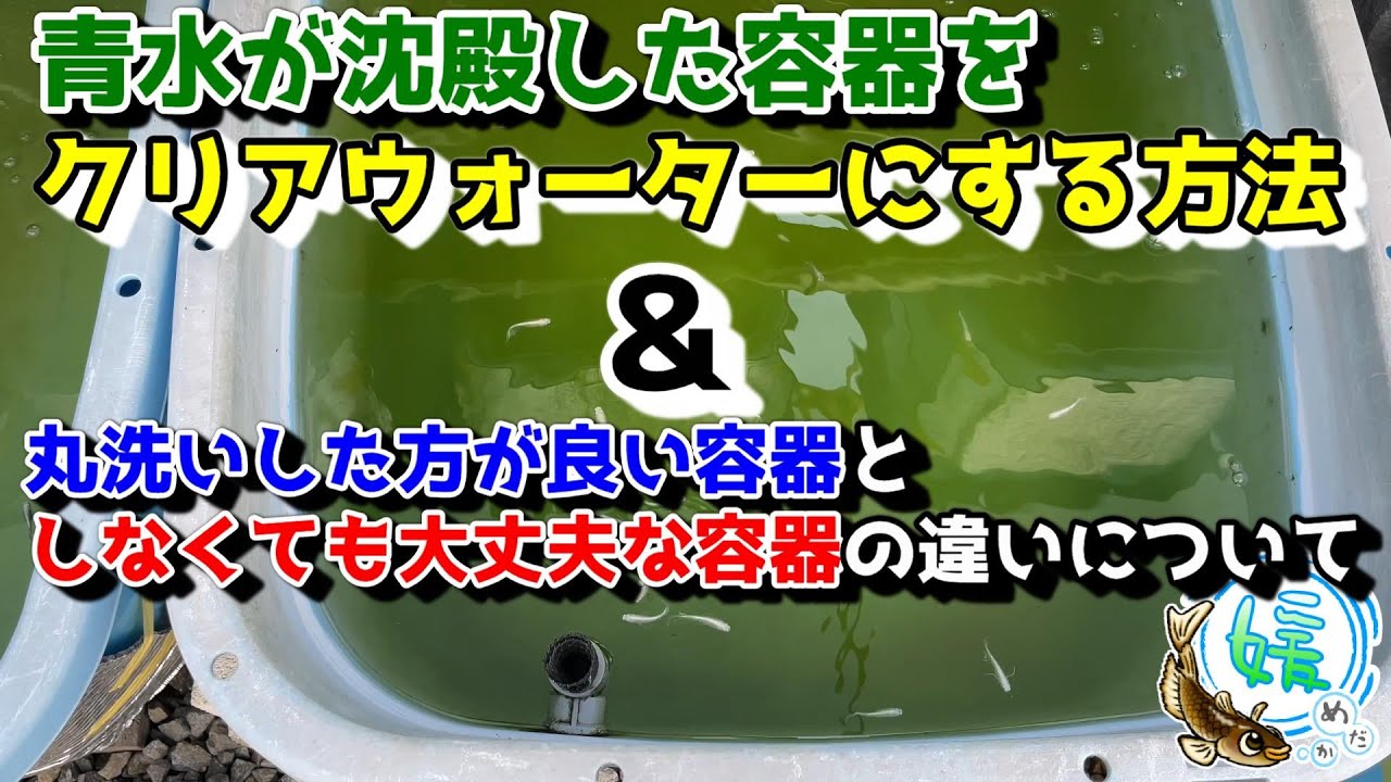 クリアウォーターにする方法＆丸洗いした方が良い容器としなくても大丈夫な容器【媛めだか】