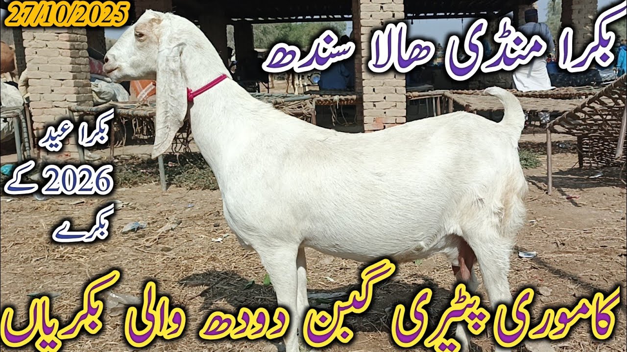 Bakra Mandi Hala | Today update | Mix goat breed | sasti Mandi | date 27/10/2025