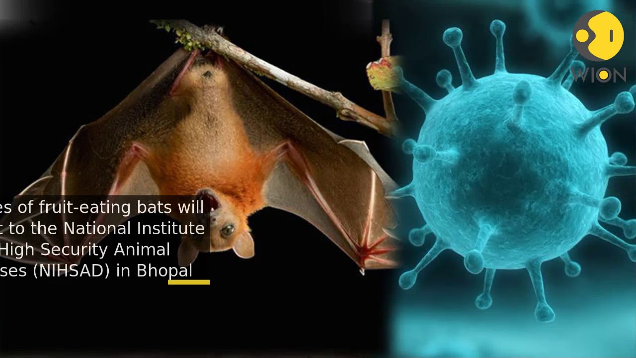 Nipah virus: Sample of fruit-bats sent for testing