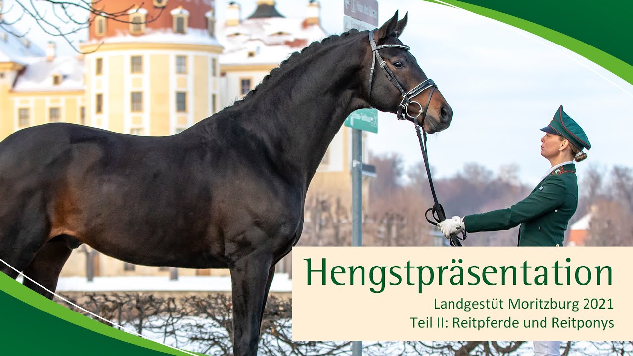 Hengstpräsentation Moritzburg: Reitpferde und Reitponys
