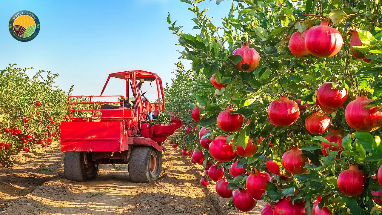 How American Farmers Harvest 1.7 Billion Pounds Of Pomegranates by Machine | Farming Documentary