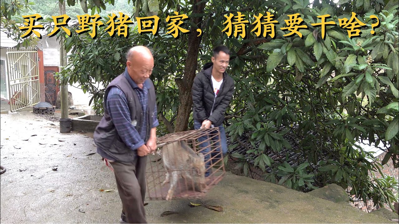 和四伯一起到朋友家养殖场买了只小野猪，个子不大，力气还不小，有点凶猛！