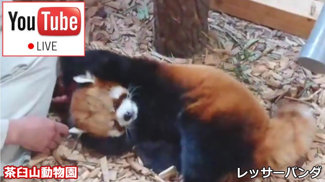 【LIVE】レッサーパンダ ロンくん 茶臼山動物園 Red panda Nagano Chausuyama Zoo