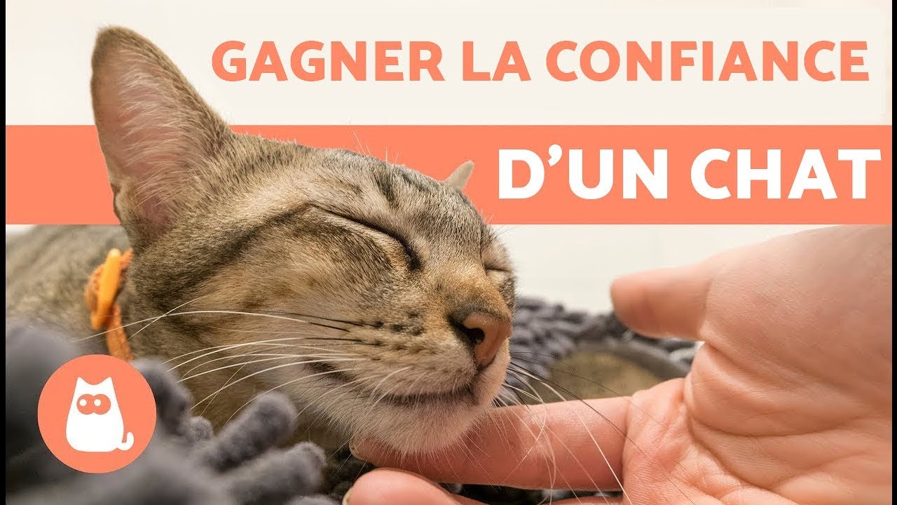 Comment gagner la confiance d&rsquo;un chat ? &ndash; 5 Conseils efficaces !
