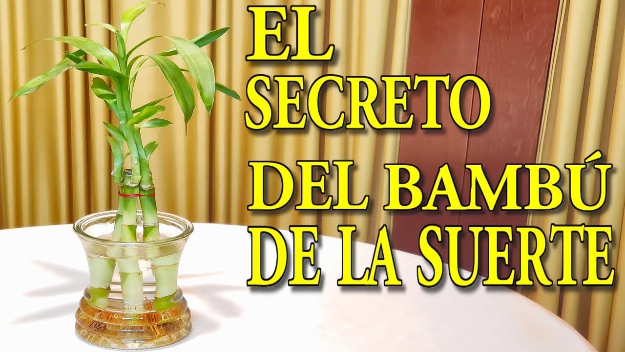 EL SECRETO DEL BAMBÚ DE LA SUERTE ¿Para Que Sirve? Cómo Usar Para Atraer Dinero, Suerte y Éxito