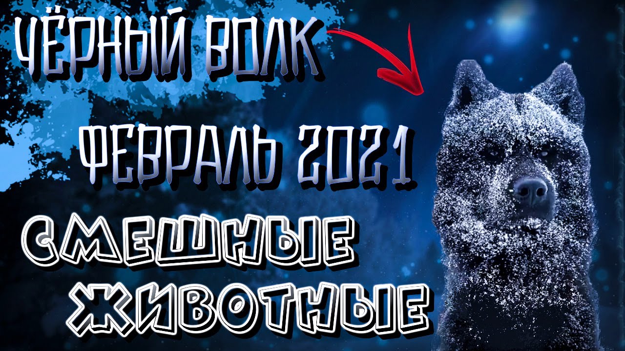 Смешные животные [Забавные животные] | приколы с животными | новые приколы | февраль 2021 | FA