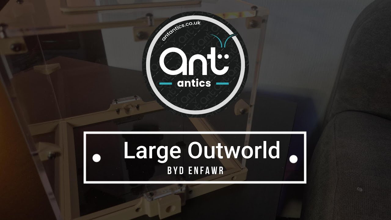 Large Outworld  - Byd Enfawr -  Ant Antics - Build Guide