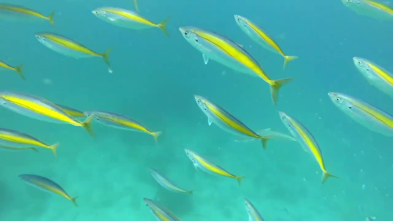 Freediving Matauri Bay - Kingfish and Koheru