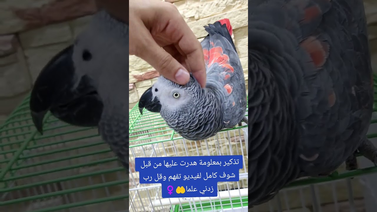 يمكن معرفة الذكر والأنثى الببغاء عن طريق جهوزيته شوف لفيديو كامل وقل رب زدني علما 🤲🦜🇩🇿