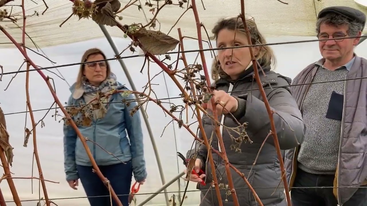 Vous êtes producteurs de petits fruits ? Les étapes clés de la taille de vos framboisiers.